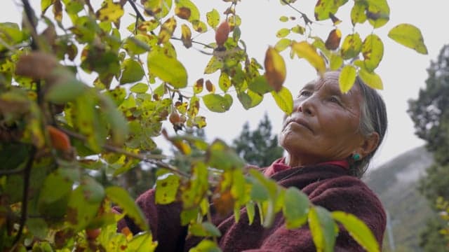 Tergar Charity — Nepal