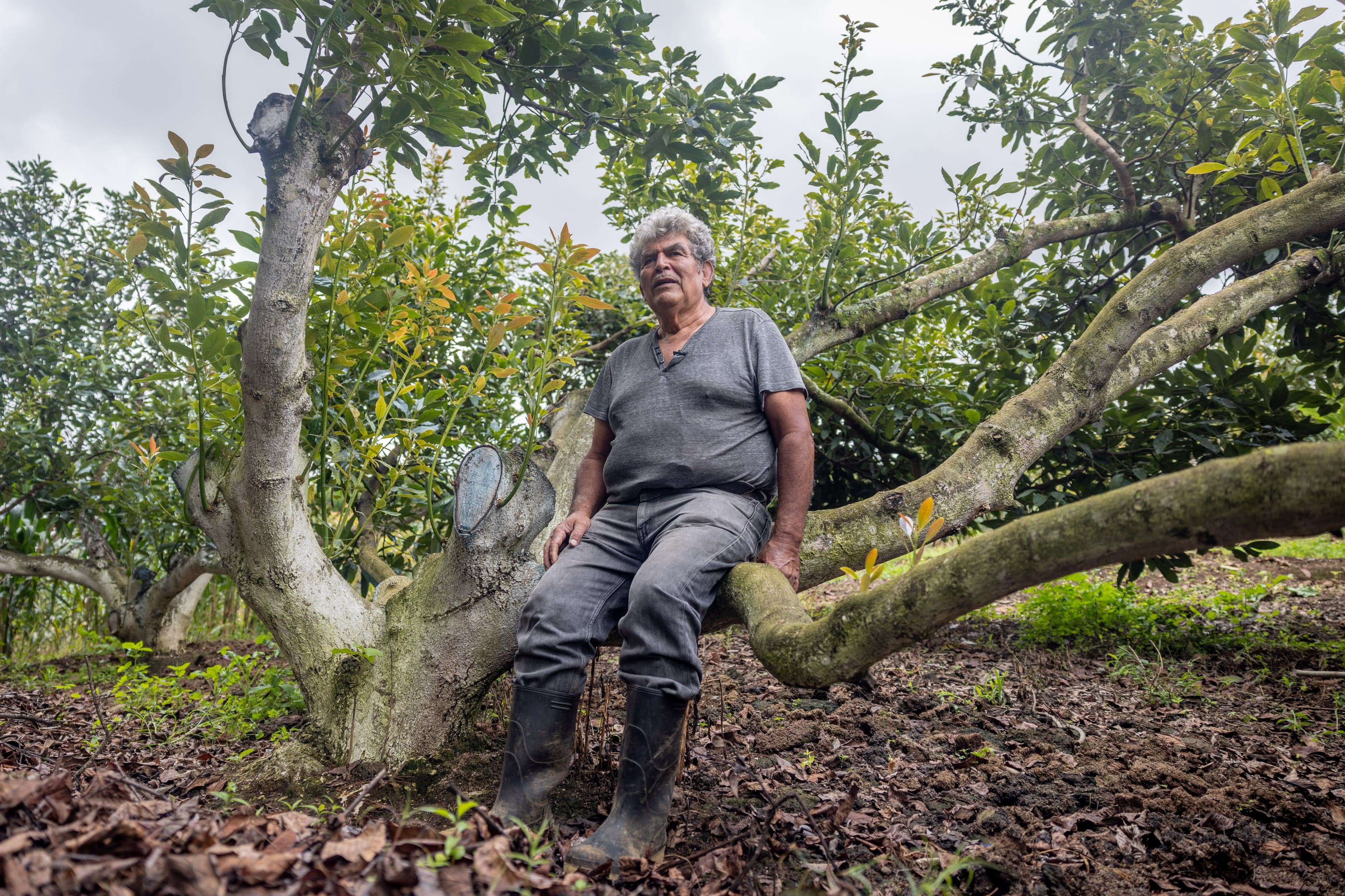 An older Latin American man in work clothes and rubber boots sits at ease among the spreading branches of a large tree in an orchard, gazing thoughtfully into the distance. The wide documentary-style frame conveys a quiet sense of belonging to the land.