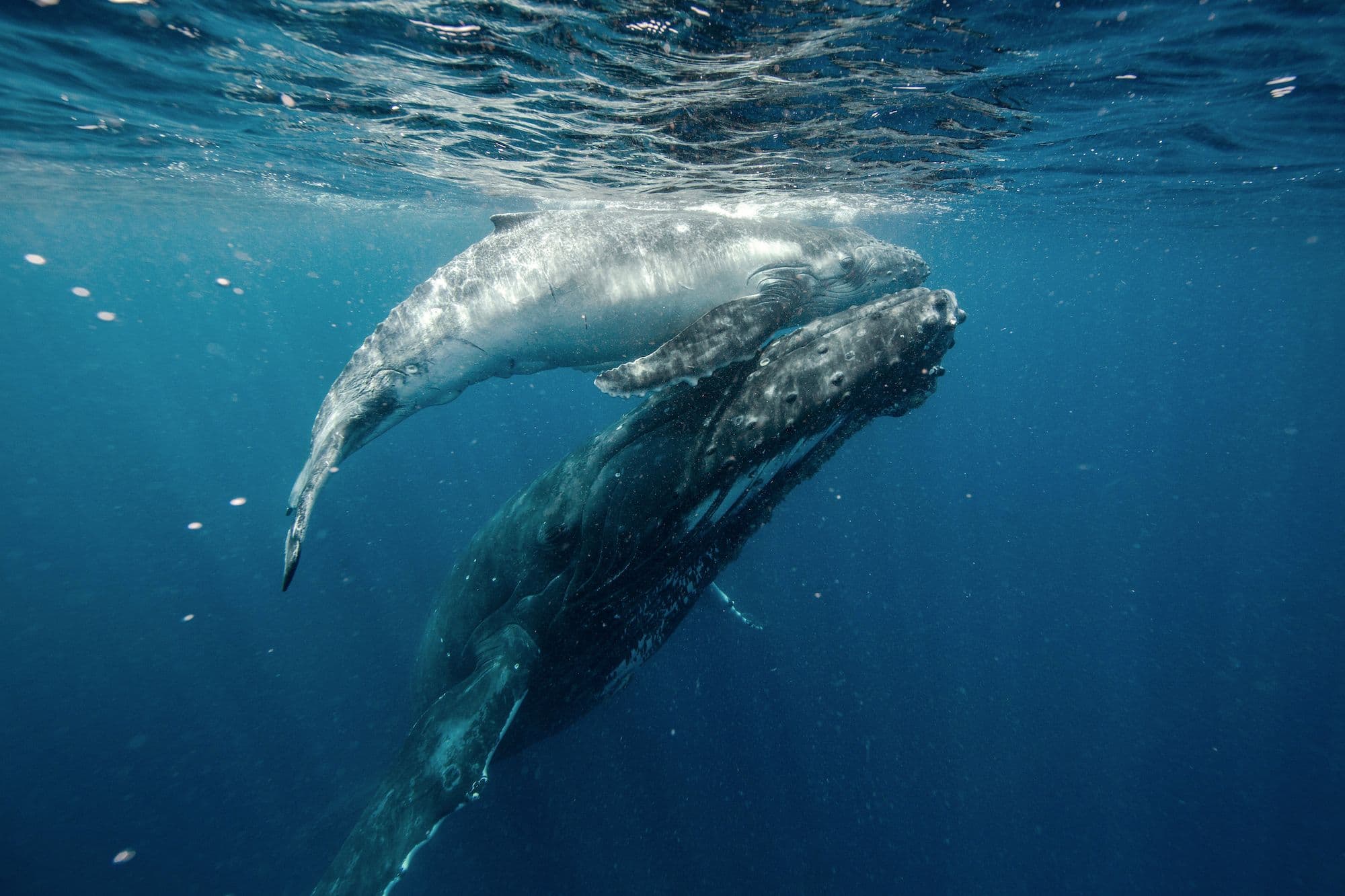 A humpback whale calf rolls playfully alongside a larger adult, its small pectoral fin sweeping upward near the ocean surface. The wide underwater shot captures a tender moment of companionship between the two animals.