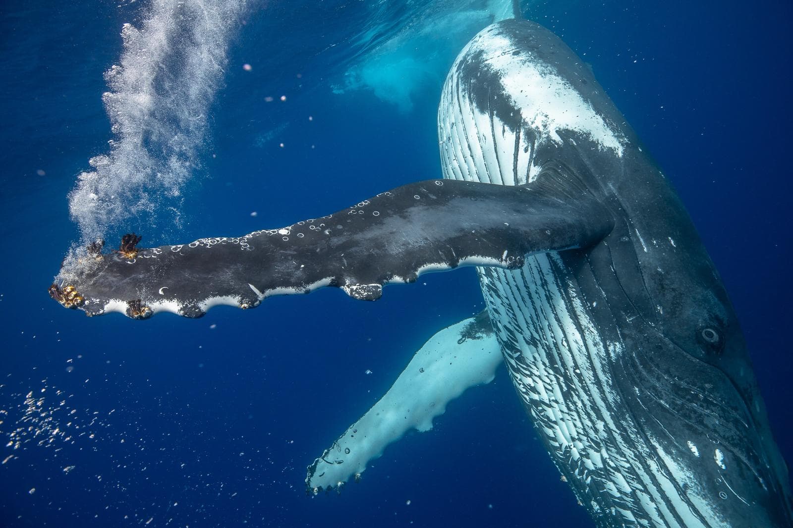A humpback whale's long pectoral fin extends dramatically toward the camera, encrusted with barnacles and trailing a plume of bubbles toward the surface. The low-angle underwater perspective makes the moment feel both dynamic and awe-inspiring.